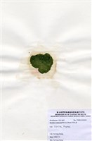 藏品(布氏藻)的圖片